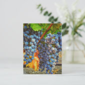Wijnstokken in Napa Valley Briefkaart (Staand voorkant)
