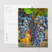 Wijnstokken in Napa Valley Briefkaart (Voorkant / Achterkant)