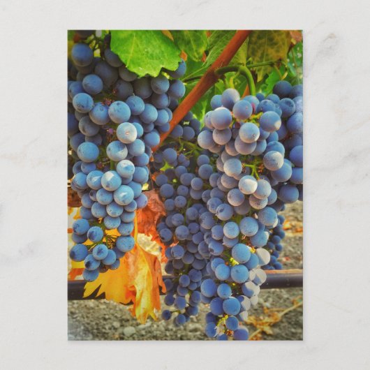 Wijnstokken in Napa Valley Briefkaart (Voorkant)