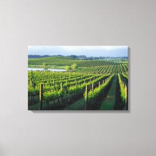 Wijnstokken in nette rijen in Californië's Napa Canvas Afdruk