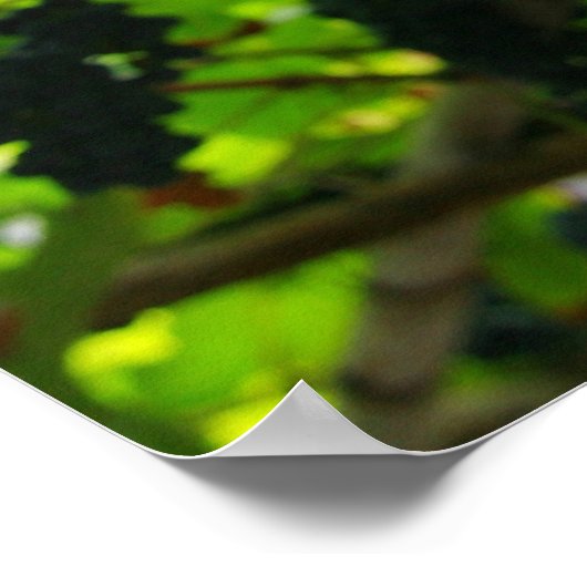 Wijnstokken Poster (Hoek)