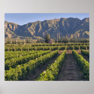 Wijnstokken van Cabernet Sauvignon in Huailai Rong Poster