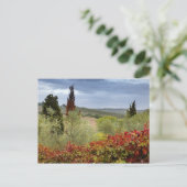 Wijntuin bij Montalcino, Toscane, Italië Briefkaart (Staand voorkant)