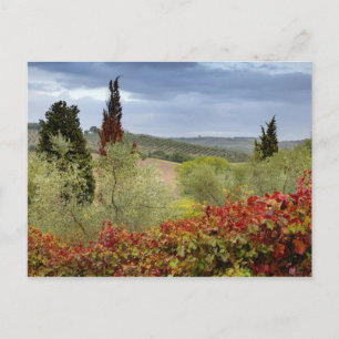 Wijntuin bij Montalcino, Toscane, Italië Briefkaart