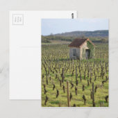 Wijnwerf in Bourgogne Frankrijk Briefkaart (Voorkant / Achterkant)