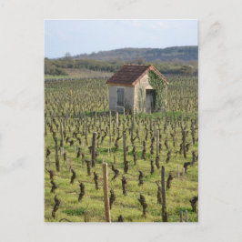 Wijnwerf in Bourgogne Frankrijk Briefkaart