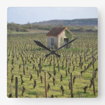 Wijnwerf in Bourgogne Frankrijk