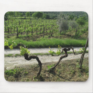 Wijnwerf in de Italiaanse regio Chianti Muismat