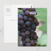 Wijnwerf in Italië Briefkaart (Voorkant / Achterkant)