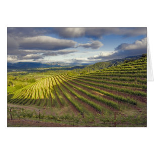 Wijnwerf. Napa Valley. Napa Napa County