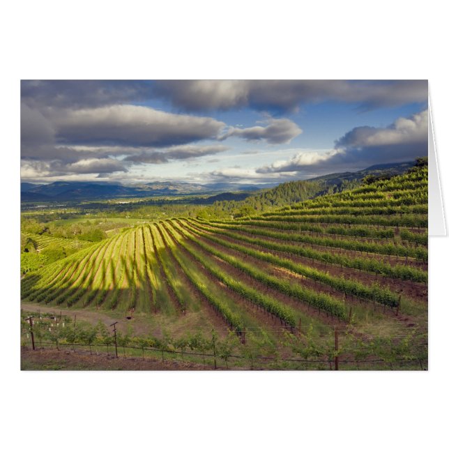 Wijnwerf. Napa Valley. Napa Napa County (Voorkant Horizontaal)