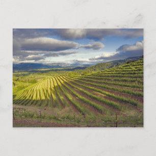 Wijnwerf. Napa Valley. Napa Napa County Briefkaart