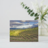 Wijnwerf. Napa Valley. Napa Napa County Briefkaart (Staand voorkant)