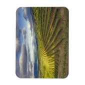 Wijnwerf. Napa Valley. Napa Napa County Magneet (Verticaal)