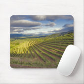 Wijnwerf. Napa Valley. Napa Napa County Muismat (Met muis)