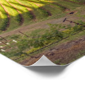 Wijnwerf. Napa Valley. Napa Napa County Poster (Hoek)