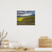 Wijnwerf. Napa Valley. Napa Napa County Poster (Keuken)