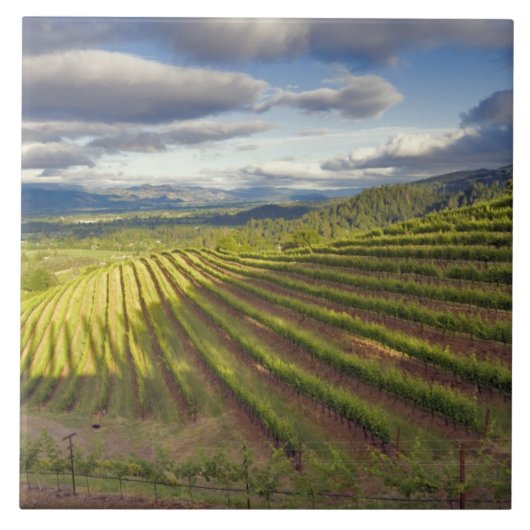 Wijnwerf. Napa Valley. Napa Napa County Tegeltje (Voorkant)