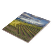 Wijnwerf. Napa Valley. Napa Napa County Tegeltje (Zijkant)