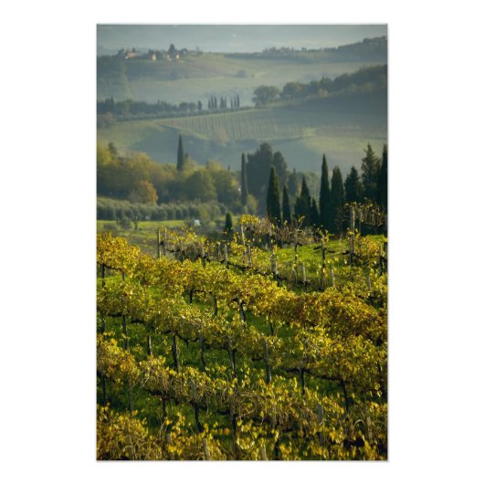 Wijnwerf, Toscane, Italië Foto Afdruk (Voorkant)