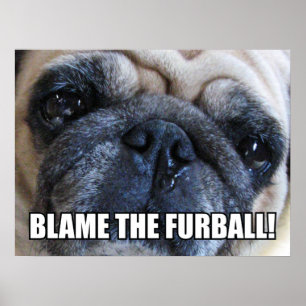 WIJS DE HARIGE BAL DE SCHULD TOE! ALLERGIE MEME POSTER