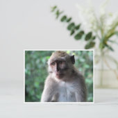 wijze macaque briefkaart (Staand voorkant)