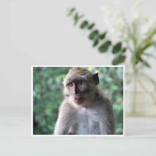 wijze macaque briefkaart (Staand voorkant)