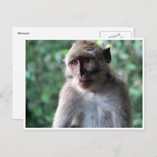 wijze macaque briefkaart (Voorkant / Achterkant)