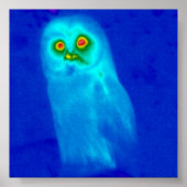 wijze uil poster (Voorkant)