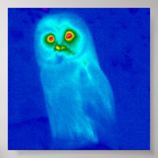 wijze uil poster (Voorkant)