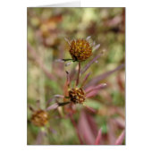 Wijzigingszaad (Voorkant)