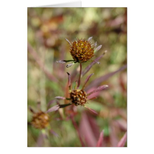 Wijzigingszaad (Voorkant)