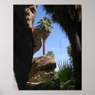 Wikken in Indische Canyon, Palm Springs, CA, woest Poster