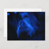 Wil je rondhangen? briefkaart (Voorkant / Achterkant)