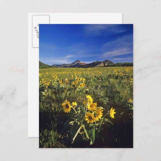 Wilbloemen van Arrowleaf balsomroot in Waterton 2 Briefkaart (Voorkant / Achterkant)