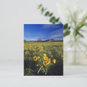 Wilbloemen van Arrowleaf balsomroot in Waterton 2 Briefkaart (Staand voorkant)