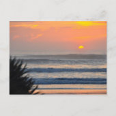 Wilbur door het Zee Palm Sunrise Florida Briefkaar Briefkaart (Voorkant)