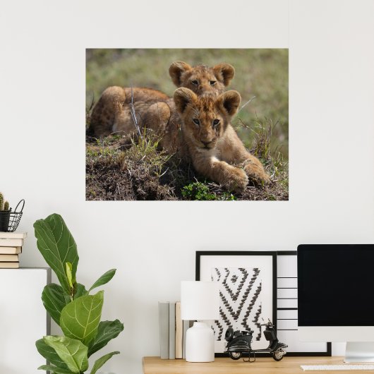 Wild African Lion Cubs Poster (Thuiskantoor)