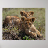Wild African Lion Cubs Poster (Voorkant)