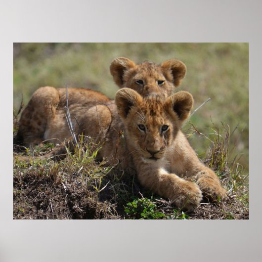 Wild African Lion Cubs Poster (Voorkant)
