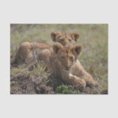 Wild African Lion Cubs Tissuepapier (Voorkant)