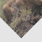 Wild African Lion Cubs Tissuepapier (Detail)