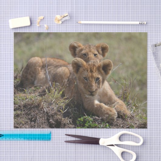 Wild African Lion Cubs Tissuepapier (Craft)
