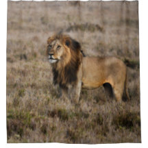 Wild African Lion douchegordijn