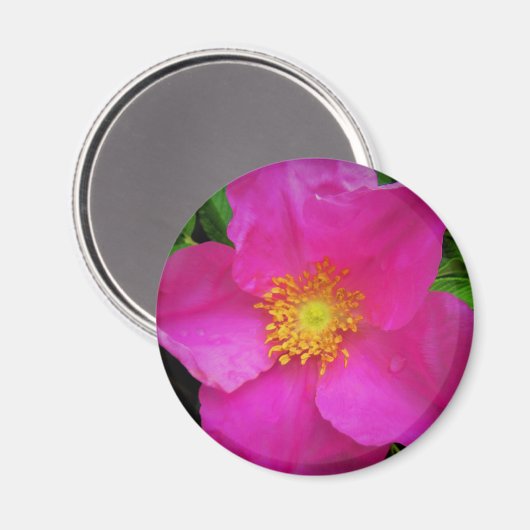 Wild Alberta Roos Canada Bright Roze ventilator Magneet (Voorkant / Achterkant)