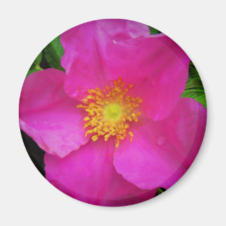 Wild Alberta Roos Canada Bright Roze ventilator Magneet