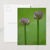Wild Allium Flowers Briefkaart (Voorkant / Achterkant)