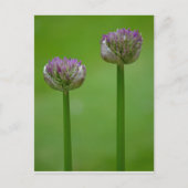 Wild Allium Flowers Briefkaart (Voorkant)