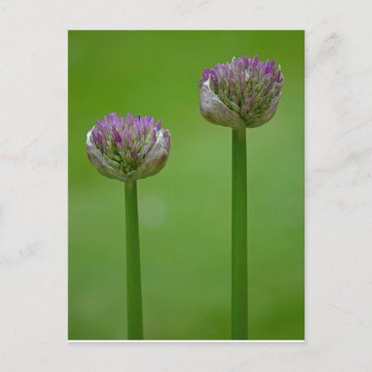 Wild Allium Flowers Briefkaart (Voorkant)