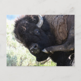 Wild American Bison in Yellowstone National Park Briefkaart